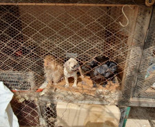 PCPR autua proprietário de canil com 82 cães em situação de maus tratos na RMC