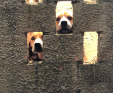 PCPR autua proprietário de canil com 82 cães em situação de maus tratos na RMC