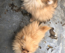 PCPR autua proprietário de canil com 82 cães em situação de maus tratos na RMC