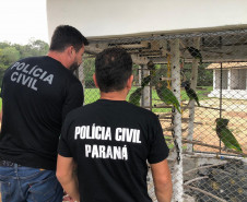 PCPR apreende aves ameaçadas de extinção em cativeiro na RMC 