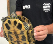 PCPR apreende aves ameaçadas de extinção em cativeiro na RMC 