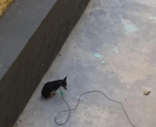 PCPR autua homem suspeitos de maus tratos a dois cães em Curitiba