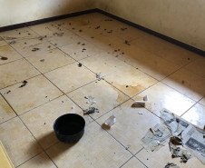 PCPR interdita aviário com 167 animais em situação de maus-tratos na RMC