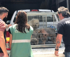 PCPR interdita aviário com 167 animais em situação de maus-tratos na RMC