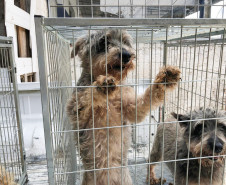 PCPR interdita aviário com 167 animais em situação de maus-tratos na RMC