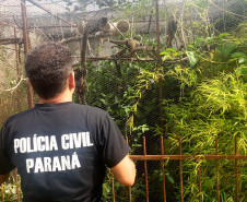 PCPR prende homem por manter ilegalmente macacos saguis em cativeiro na Capital