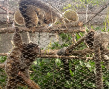 PCPR prende homem por manter ilegalmente macacos saguis em cativeiro na Capital