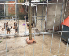 PCPR fecha canil clandestino e resgata animais em situação de maus-tratos na RMC