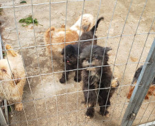 PCPR fecha canil clandestino e resgata animais em situação de maus-tratos na RMC