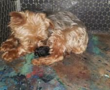 PCPR fecha canil clandestino e resgata animais em situação de maus-tratos na RMC