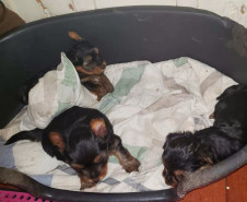 PCPR fecha canil clandestino e resgata animais em situação de maus-tratos na RMC