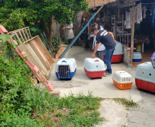 PCPR fecha canil clandestino e resgata animais em situação de maus-tratos na RMC