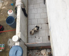 PCPR autua médica veterinária suspeito de maus-tratos a animais em Curitiba
