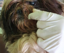 PCPR autua médica veterinária suspeito de maus-tratos a animais em Curitiba