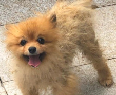 PCPR autua médica veterinária suspeito de maus-tratos a animais em Curitiba