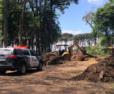 PCPR prende homem por corte ilegal de árvores em Curitiba