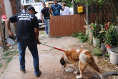 Funcionários da Rede de Proteção Animal da Prefeitura de Curitiba resgatando o animal.