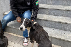 Animal com ossos em evidência