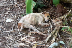 Cão deitado no chão, em situação de maus-tratos