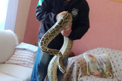 Policial civil segura cobra no interior da residência