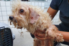 Pessoa segura cão em situação de maus-tratos
