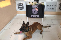 Cão farejador sentado no chão e materiais apreendidos, sobre uma mesa