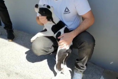 Um cão filhote junto a uma pessoa