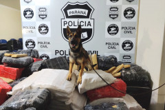 Cão farejador da polícia civil sobre diversos pacotes de droga empilhados. Ao fundo, banner da polícia civil