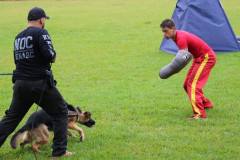 Cão em treinamento