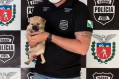 Cão