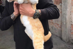 Animal resgtado 