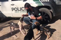 Cão resgatado sendo alimentado, junto a o outros cães.