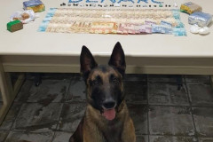 Cão PCPR