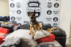 Cães PCPR