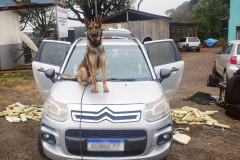 Cão farejador da polícia civil sobre capô de veículo, com diversos tabletes de droga espalhados no chão