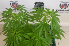 Plantas apreendidas, dentro de um engradado plástico