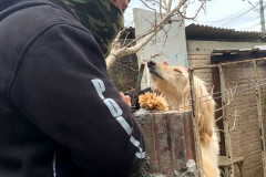 PCPR resgata cães de raça vítimas de maus-tratos em Curitiba
