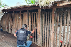 Policial civil observa local de rinha