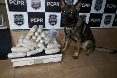 PCPR apreende 24 quilos de haxixe em Maringá