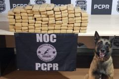 Cão policial posa para foto ao lado de tabletes de droga apreendida