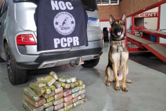 PCPR prende dois jovens suspeitos de homicídio em Castro