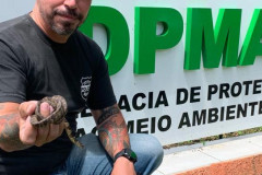 Policial civil segurando cobra resgatada