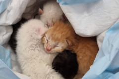 Gatos resgatados