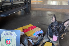 Cão policial Chris apreende maconha em Maringá