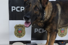 Cão policial da PCPR apresenta material apreendido em ação