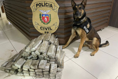 PCPR apreendeu 59 quilos de maconha em Pato Branco 