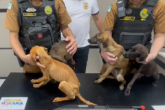 PCPR e PMPR prendem mulher e apreende adolescente por maus-tratos em Matinhos