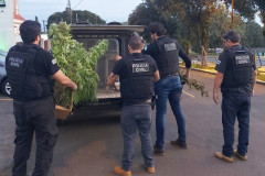 PCPR prende homem por tráfico de drogas e apreende 283 pés de maconha em Teixeira Soares