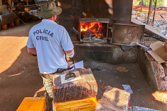 PCPR incinera 5 toneladas de maconha em Porecatu