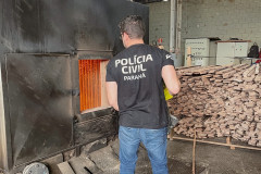 PCPR incinera 4 toneladas de maconha e prende dois homens em Dois Vizinhos